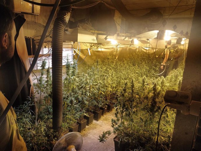 Plantación de marihuana desmantelada por la Guardia Civil en Espejo.