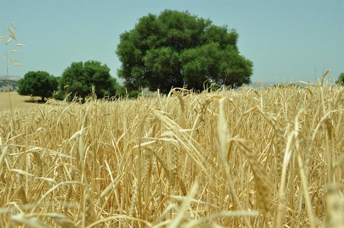 Archivo - Cultivo de cereal en la provincia de Cádiz.