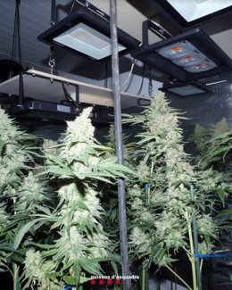 Plantas de marihuana en una casa de Els Omells de Na Gaia (Lleida)