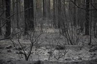 Incendio de Tenerife podría afectar a más de 20 especies de vertebrados y 9 hábitats de alto valor ecológico