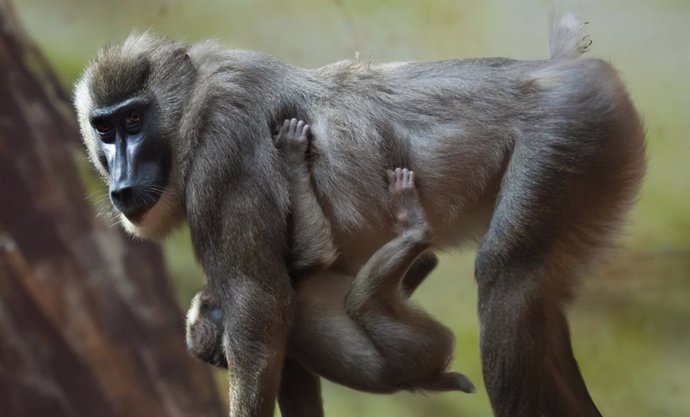 Primate Drill, Mandrilus leucophaeus en el Zoo de Barcelona