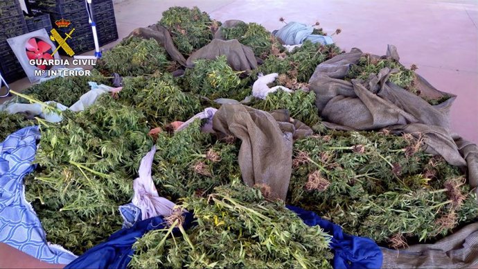 Parte de las 7.300 plantas de marihuana de la plantación desmantelada en El Viso.