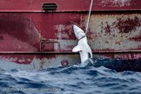 Greenpeace retira 30 kilómetros de pesca con palangre y libera 12 especies marinas en el Atlántico Norte