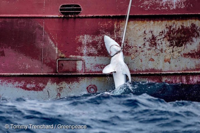 Archivo - A shark is hauled onboard the Nuevo Zumaya, a Spanish longliner targeting swordfish in the south east Atlantic.