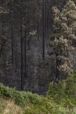 Vegetación afectada por el incendio forestal en el norte de Tenerife, a 24 de julio de 2022, en Tenerife, Santa Cruz de Tenerife, Canarias, (España).  El incendio forestal que se declaró el pasado 21 de julio en el norte de Tenerife y que afecta a cinco