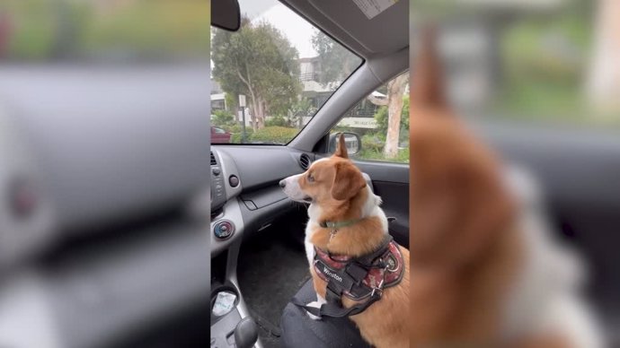 Mira la reacción de este perro al intentar atrapar los limpiaparabrisas de un coche