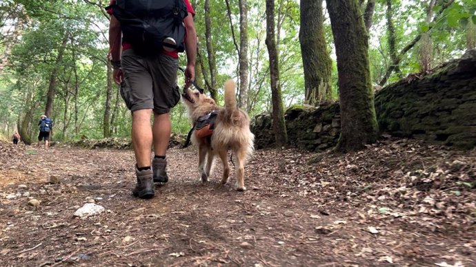Un peregrino hace su ruta acompañado por su perro