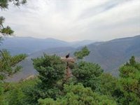 A la espera del primer vuelo de un polluelo de buitre negro nacido en La Rioja