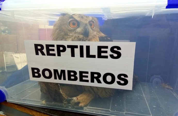 Ejemplar de búho real rescatado.