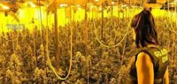 Detenidos en Adra (Almería) tras intervenir 400 plantas de marihuana en la casa donde vivían con su bebé de pocos meses