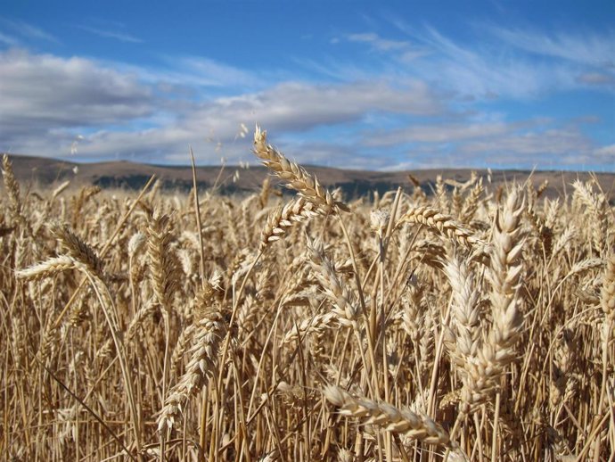 Archivo - Cereales en el campo