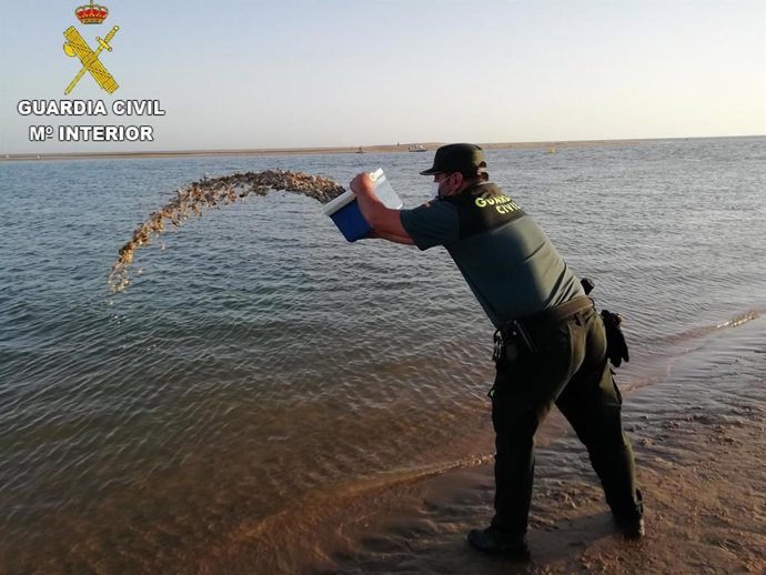 Un agente de la Guardia Civil de Huelva devuelve al mar parte de las coquinas intervenidas.