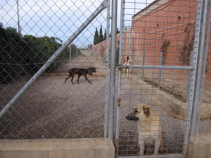 Archivo - Perros en un centro de acogida