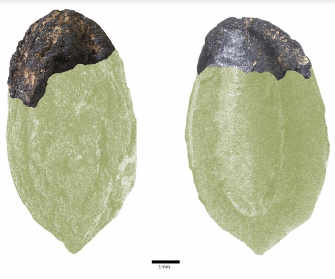 Fotografía del fragmento de hueso de aceituna hallado por el GIP, superpuesta a la de un hueso entero, por fuera y por dentro.