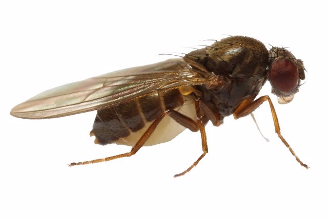 Archivo - Ejemplar de mosca de la especia Drosophila Subobscura, con la cual se ha realizado la investigación