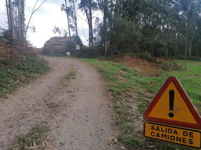Archivo - Sector forestal. 