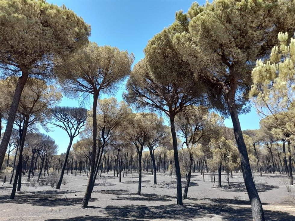 Zona calcinada por el incencio de Bonares y Almonte (Huelva).