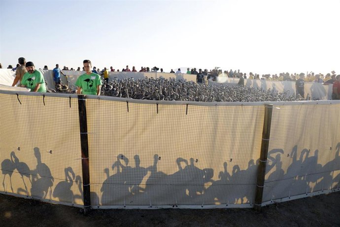 Archivo - Anillamiento de pollos de flamencos en la Laguna de Fuente Piedra, Málaga en agosto de 2019.