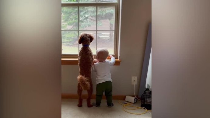 La bonita relación de este cachorro y un bebé