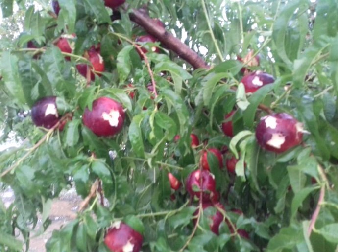 Archivo - Danys de fins al 90% a 231 hectrees d'arbres fruiters de Lleida per la pedra de dijous.