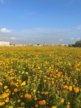 1.700.000 Clavelones Llenarán De Color La Alameda Durante La Batalla De Flores