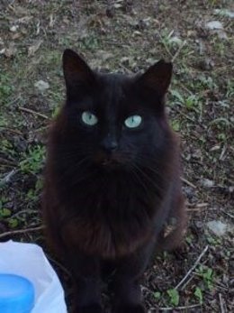 El Grupo Alavés en Defensa y Estudio de la Naturaleza (GADEN) se encargará de la gestión de las colonias de gatos callejeros