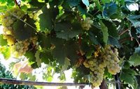 La Junta insta a ejecutar la sentencia del TSJ de Madrid favorable a la replantación de viñedos para cava en Extremadura