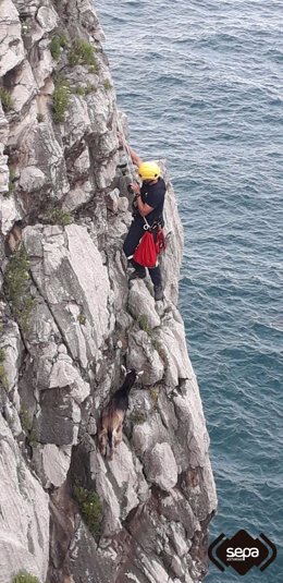 Rescate de un cabrilillo en Llanes.