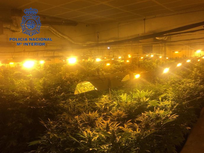 Archivo - Imagen de archivo de una plantación de marihuana