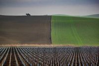 La Junta abre el plazo de solicitud de ayudas para las Agrupaciones de Defensa Sanitaria Ganadera de Andalucía