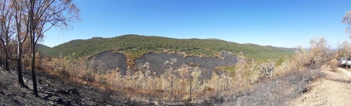 Parte de la zona quemada por el incendio en Casas de Miravete.