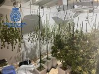 Detenidos dos hermanos tras desmantelar una plantación de marihuana en un chalé