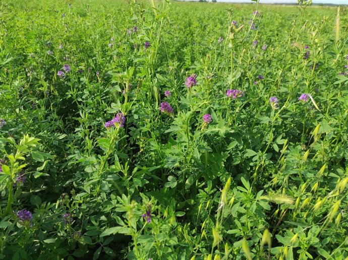 Uno de los proyectos versará sobre Intensificación sostenible en cultivos extensivos Mediterráneos.