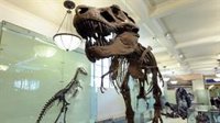 Tyrannosaurus rex es repuesto en el trono de los dinosaurios
