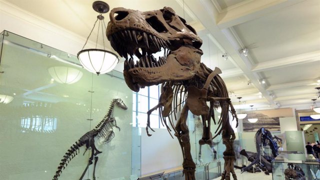 Los paleontólogos pensaron originalmente que T. Rex tenía tres garras, pero luego determinaron que solo tenía dos.