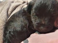 Belarra espera que la futura ley de derechos de los animales acabe con el problema "muy serio" de maltrato y abandono