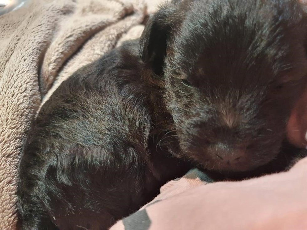 Archivo - Cachorro de perro abandonado,  en el concejo asturiano de Parres