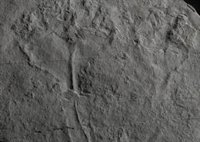 Un fósil de 560 millones de años es el primer animal depredador