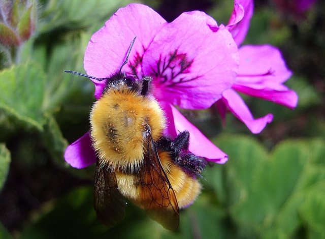 Un abejorro (Bombus) sobre una flor
