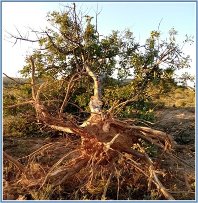 Árbol talado en la La Naveta del Puerto, junto al Parque Regional Carrascoy-El Valle