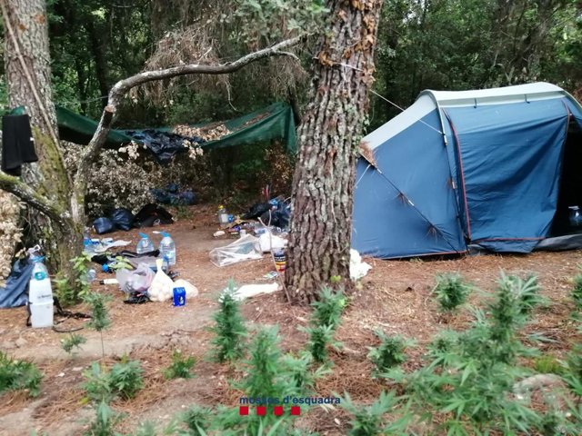Tenda de campanya al costat d'una plantació de marihuana a Vidreres (Girona)