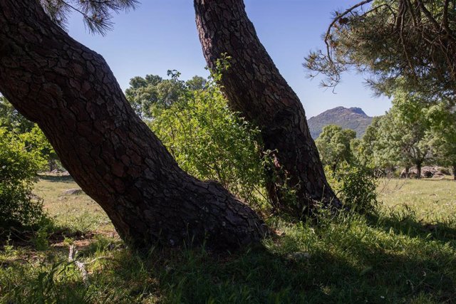 Archivo - Al fondo el pico de la Machota Baja en el Arboreto de Luis Ceballos, a 26 de mayo de 2022, en San Lorenzo de El Escorial, Madrid (España). 