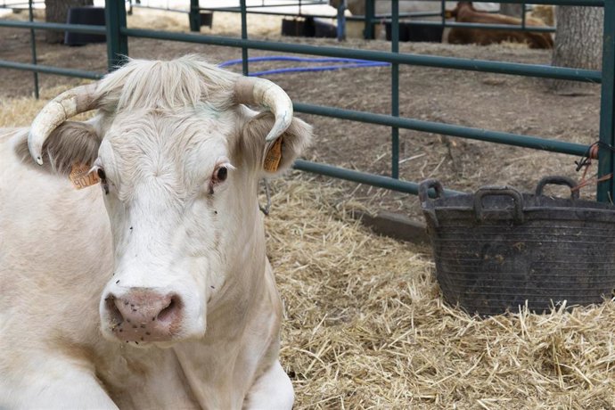 Archivo - Una vaca cherolesa