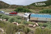 Un camión con cerdos vuelca en una curva de la N-211, entre Caspe y Mequinenza (Zaragoza)