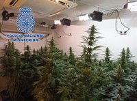 La Policía desactiva un punto negro de venta y cultivo de marihuana en Almassora