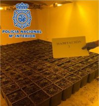 Descubren en Granada un piso deshabitado con tres plantaciones y medio millar de macetas de marihuana