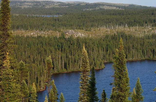 Paisaje de taiga en Canadá