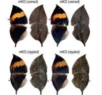 Revelado el gen del mimetismo de las hojas en las alas de mariposa