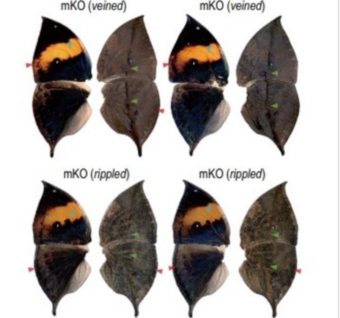 Alas de mariposa Kallima mostradas desde la parte superior e inferior