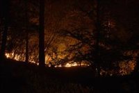 FSC pide a las administraciones públicas que la prevención de incendios forestales dure todo el año